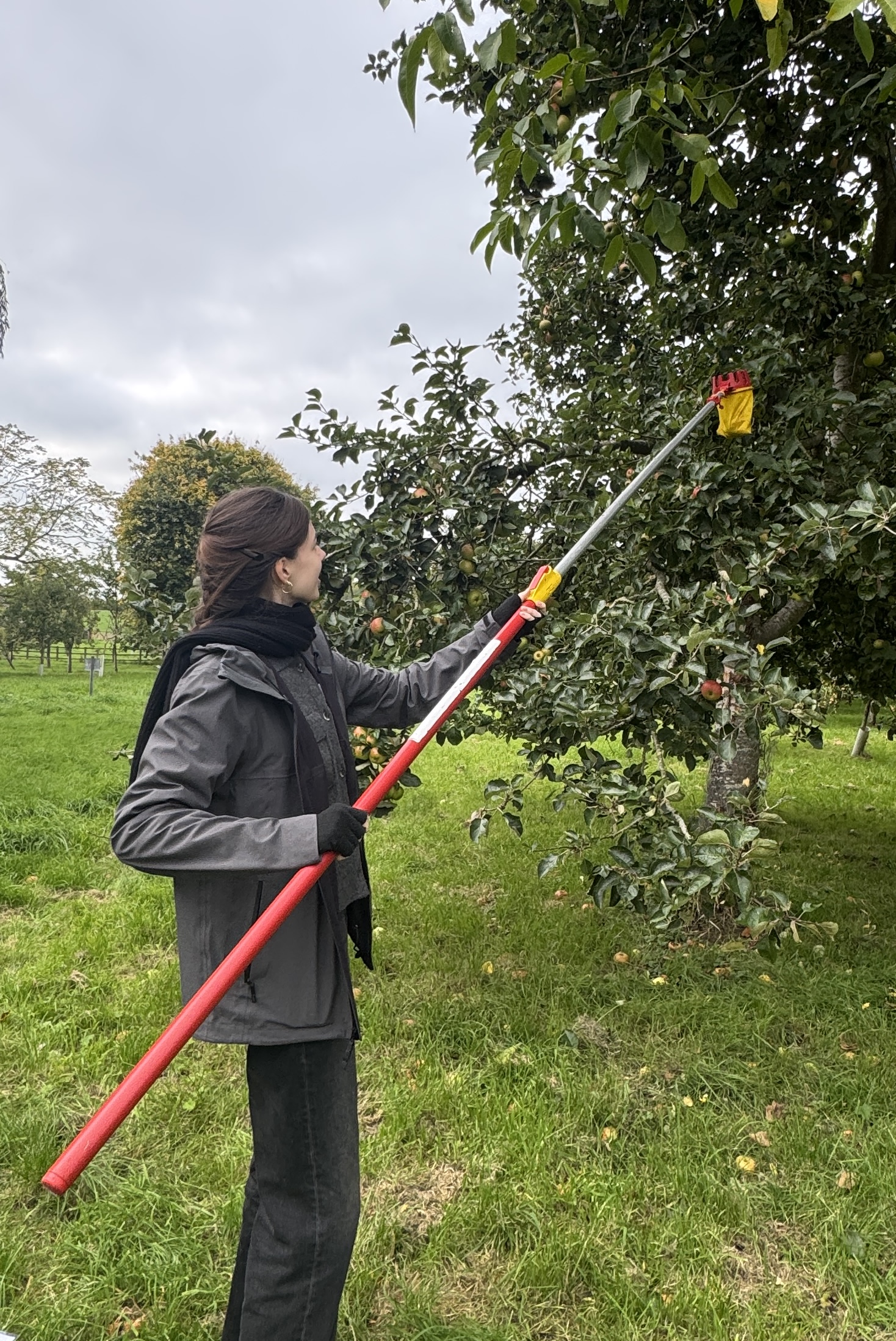Aurora Apple Picking